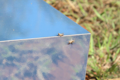 (a)linha, 2012