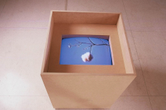 Capturas, 2001 -  Arte Futura - Brasília