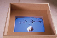 Capturas, 2001 -  Arte Futura - Brasília